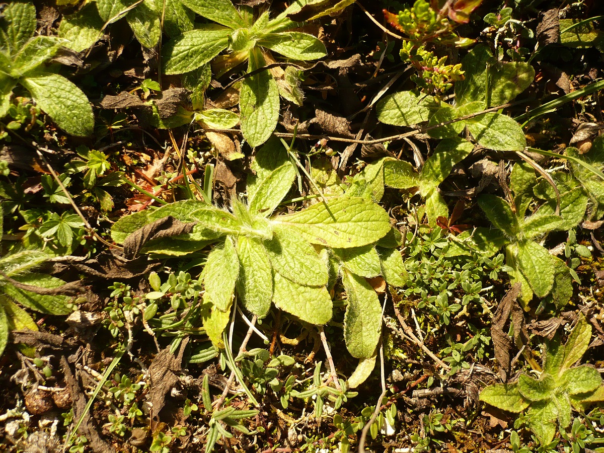 Inula montana (Asteraceae)